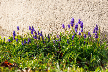 Purple flowering grape hyacinths in front of a yellow plastered house wall in Munich Milbertshofen in spring