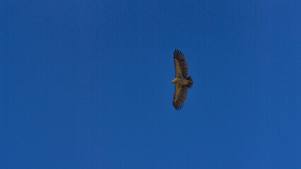 A magnificent, large bird of prey, likely a Vulture or Eagle, is captured in mid-flight, soaring high above against a vast, deep, and clear blue sky. The bird's broad wings are fully extended