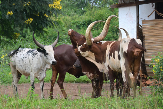 Flock of cows in Uganda. Ankole Watusi