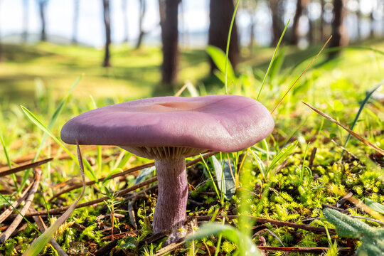 Close up of a wood blewit mushroom (Lepista nuda) growing in green grass under natural sunlight