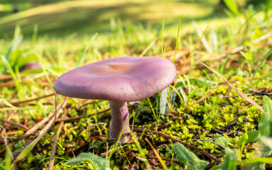 Close up of a wood blewit mushroom (Lepista nuda) growing in green grass under natural sunlight
