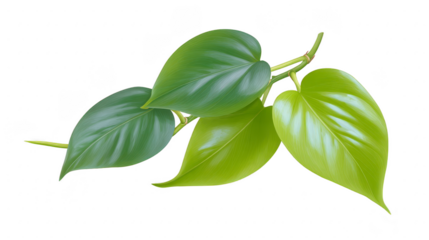 Green tropical leaves with smooth texture and glossy surface, isolated on transparency background, create fresh and natural botanical vibe, perfect for eco friendly or nature themed designs