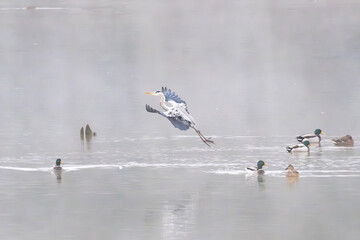 A Grey Heron coming into land on a lake surrounded by ducks on a misty winter morning in the Dordogne region of France