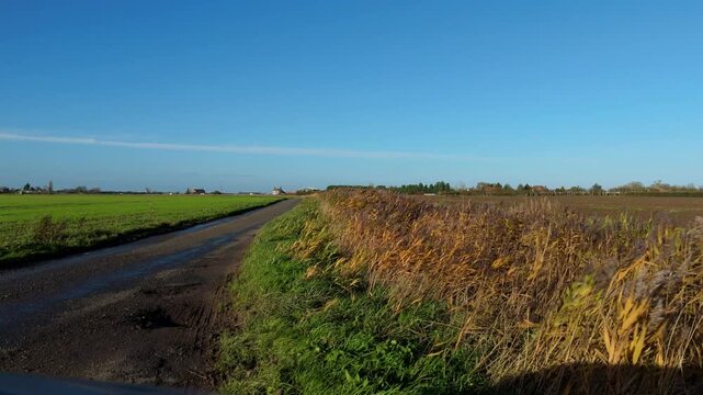 Close up aerial view of hedgerow reeds blowing in the wind in golden evening light, rural landscape and farmland UK