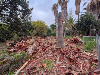 Cutting Down Palm Trees in Tropical Landscape