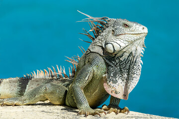 Close up portait of a Green Iguana on a wall in Sint Maarten island (Saint Martin), West Indies. Caribbean wildlife