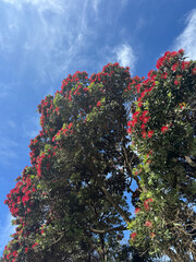 Rata tree in flower, North Island, New Zealand