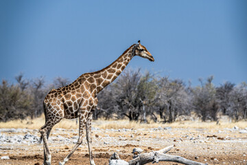 Ein Tag im Etosha Nationalpark
