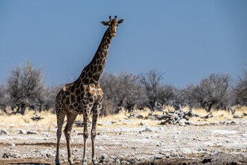 Ein Tag im Etosha Nationalpark