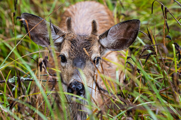 Black tail deer in the grass