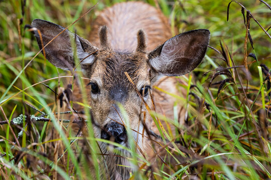 Black tail deer in the grass