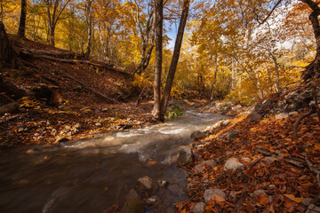 Autumn road in the forest, against the background of an autumn forest, trees with autumn leaves
