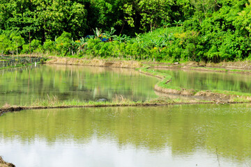 Tranquil blue lake water reflects green trees in the summer forest landscape scene