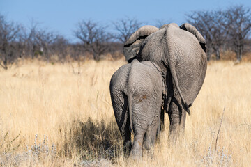 Fototapeta premium Ein Tag im Etosha Nationalpark
