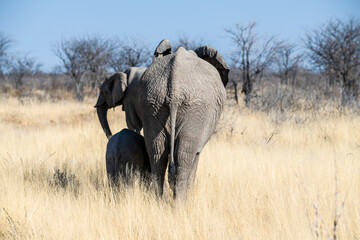 Ein Tag im Etosha Nationalpark