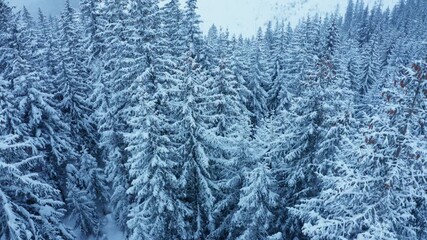 Among a snowy trees Flying drone aerial 4K footage of snow covered spruce trees with. Snowflakes falling on the Tatra mountain forest. - Powered by Adobe