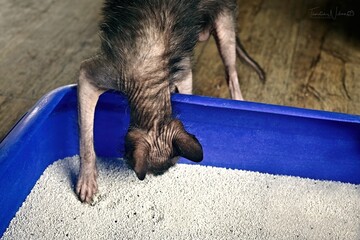 Close up of a Lykoi cat going into a blue litter box.	