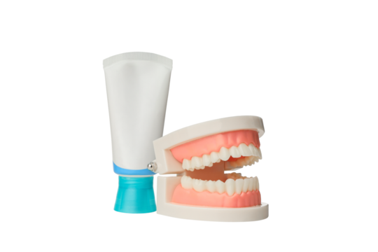 Scene shows a dental model and toothpaste, isolated, PNG