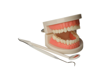 Dental model and tools for practice display, isolated, PNG