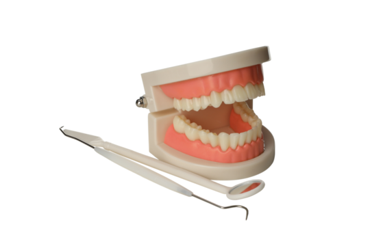 Dental model and tools for practice display, isolated, PNG