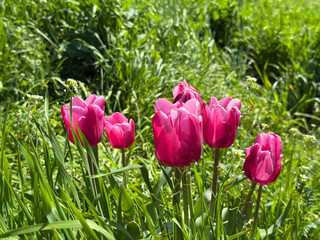 Pink tulips in the meadow grass.