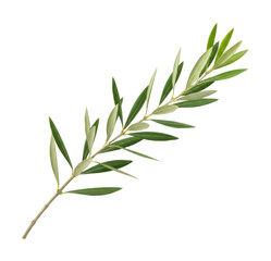 Naklejka premium Olive branch symbolizing peace nature leafy plant green