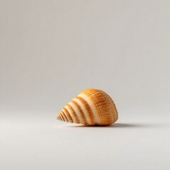 Single seashell isolated on clean white background nature study minimalist photography peaceful environment
