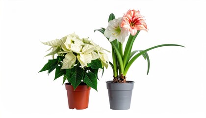 White poinsettia and striped amaryllis potted plants on white background.