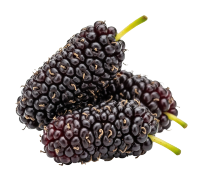 Harvesting ripe mulberries farm orchard food nature