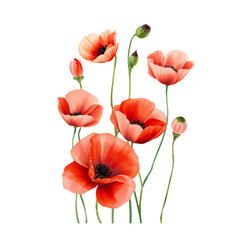 Obraz premium Red poppy flowers in watercolor style. delicate petals, hand drawn, delicate botanical illustration, light background, perfect for greeting cards.