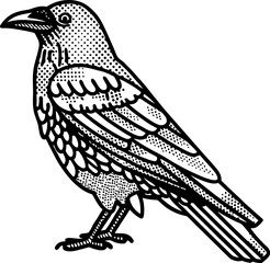 Fototapeta premium vintage stipple raven illustration detailed black bird drawing, retro engraving wildlife graphic
