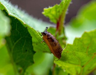 Brown slug crawls on a bright green leaf, showcasing texture and detail in a natural outdoor setting
