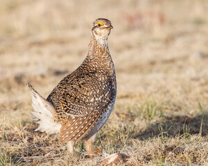 A Sharp-tailed Grouse in courtship display on the Wyoming prairie.