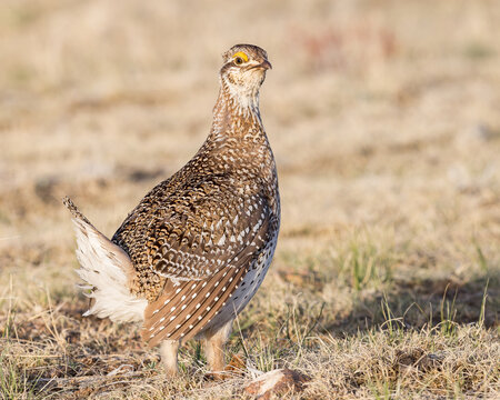 A Sharp-tailed Grouse in courtship display on the Wyoming prairie.