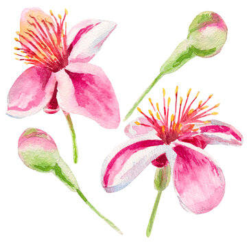 Feijoa flower. Set of feijoa flowers and buds. Watercolor illustration hand drawn on white. Acca sellowiana. Bright, beautiful pink flowers of a flowering feijoa tree