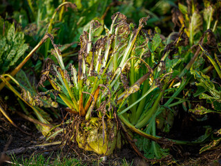 Close-up shot of a beet plant, showcasing the transition from the green leaves to the bulbous root structure.