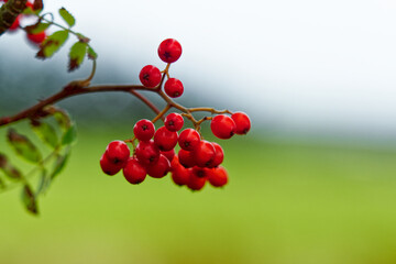 A vibrant cluster of red rowan berries clinging to a branch, set against a soft, blurred green and white backdrop.
