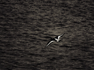 Naklejka premium Oystercatcher flying low over the water on a sunny day, with wings outstretched and sea ripples showing.
