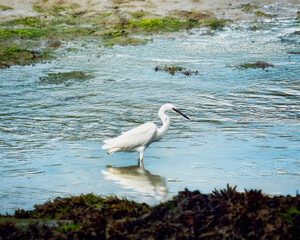 A white Little Egret stands in shallow water, likely looking for food. The shoreline is muddy with some plant growth visible. The bird is the main focus of the shot.