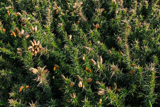 A close-up shows a green gorse bush with needle-like leaves and numerous brown seed pods. It appears to be late summer, and the plant is thriving in an outdoor environment.