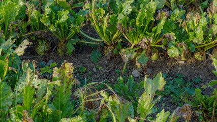Rows of Sugar Beet plants are growing in a farm field. The Beet roots are partially visible above the soil. Some leaves are damaged, with holes and brown edges.