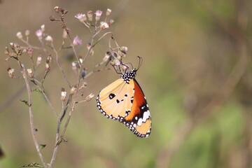 A colorful butterfly with orange and yellow wings rests on a vibrant flower in the summer garden, capturing the beauty of nature