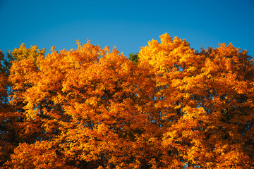 Bright orange leaves contrast against a clear blue sky on a sunny autumn day in a serene park, creating a magical atmosphere.