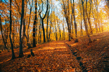 Spectacular golden light filtering through autumn leaves in a serene forest setting during a crisp morning, creating a cozy atmosphere.