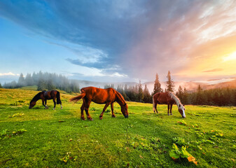 Obraz premium Majestic horses peacefully graze on a green meadow surrounded by fir trees, bathed in the warm golden light of the dawn sun.