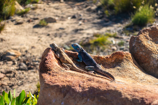 Cederberg mountains, Western Cape, South Africa