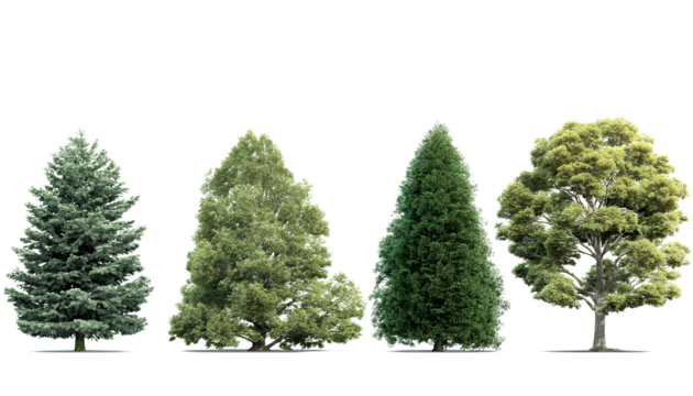 four different types of evergreen trees, a realistic photo on a transparent background