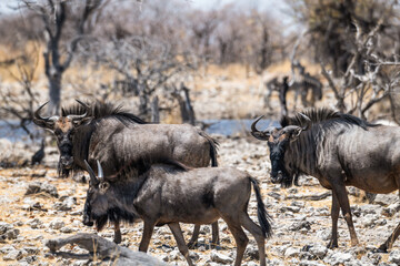 Fototapeta premium schöner Etosha Nationalpark