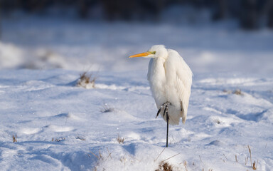 Great egret stands in the snow, Ardea alba, winter in Europe
