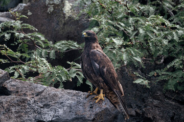 Galapagos hawk resting on the rock, Buteo galapagoensis